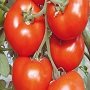 О выборе семян томатов 